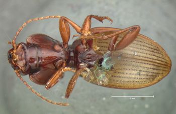 Media type: image;   Entomology 5630 Aspect: habitus ventral view